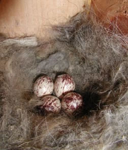 Ash-Throated Flycatcher eggs. Photo by Linda Violett