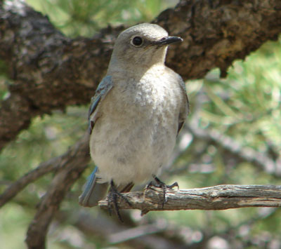 Mountain Bluebird Female, photo by Zell Lundberg