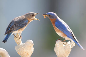 Male bluebird feeds female, photo by Dave Kinneer