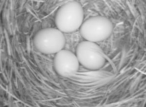 five eggs on nestcam.