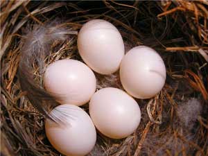 Pinkish white eggs, photo by Leah Solliday.