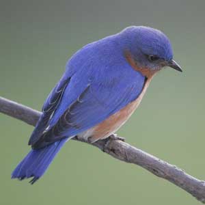 Bluebird, photo by David Kinneer