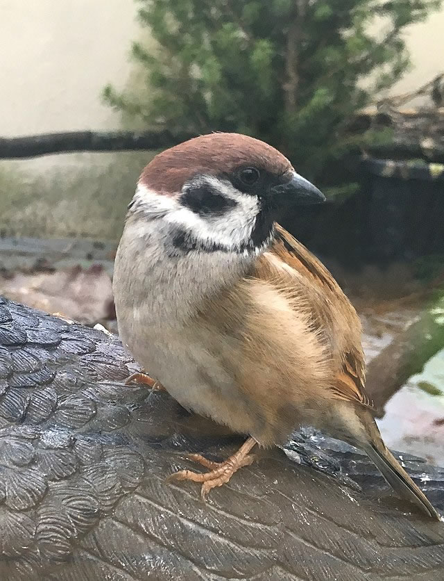 Passer montanus (ETSP)