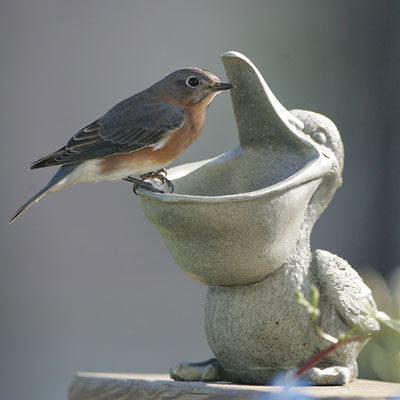 Female Eastern Bluebird at mealworm feeder. Dave Kinneer photo.