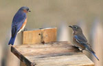 Bluebird pair.  Dave Kinneer photo.