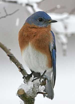 Male EABL in snow. Photo by David Kinneer