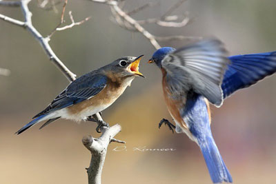 Allofeeding. Dave Kinneer photo.