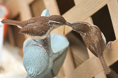 Carolina wrens. Photo by Dave Kinneer.