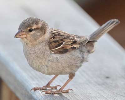 Female House Sparrow. Photo by Dave Kinneer.