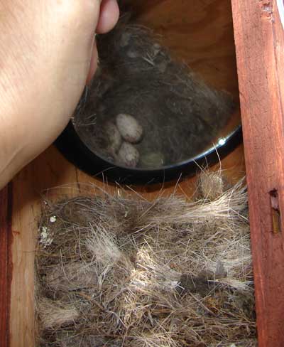 ATFL nest. Photo by Zell Lundberg.