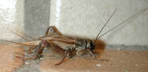 House cricket, male. Wikimedia commons photo