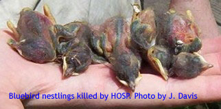 Bluebird nestlings killed by HOSP. Photo by J. Davis.