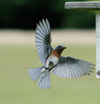 Bluebird. Photo by Wendell Long