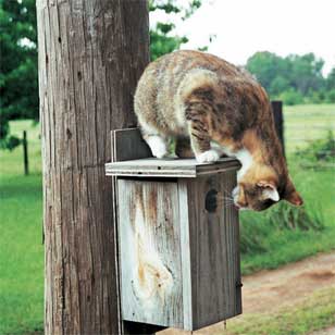 cat on box. Photo by Keith Kridler