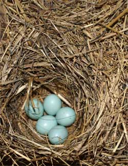 Bluebird nest in paperbox. Photo by Rob Barron.