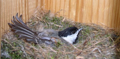 Carolina Chickadee on nest. Photo by LeAnn Sharp of TX.