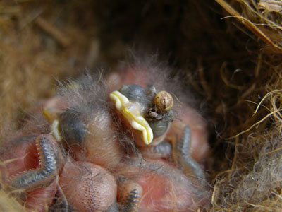 Carolina chickadee nestlings. Photo by Keith Kridler.