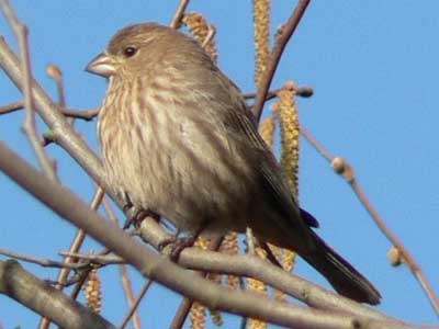 HOFI female. Wikimedia Commons photo