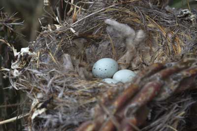 Jerry Friedman photo of HOFI (House Finch) nest