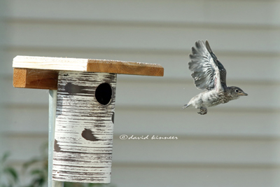 Bluebird fledging, photo by David Kinneer