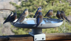 Bluebird flock. Photo by Cody Polansky