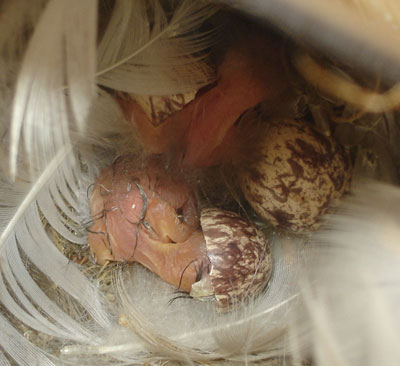 GCFL eggs hatching. Photo by P.Sharrar.