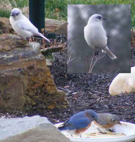 Piebald robin known for white patches caused by lack of pigment