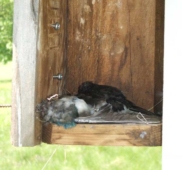 Tree Swallow killed by House Sparrow. Photo by Paula Ziebarth