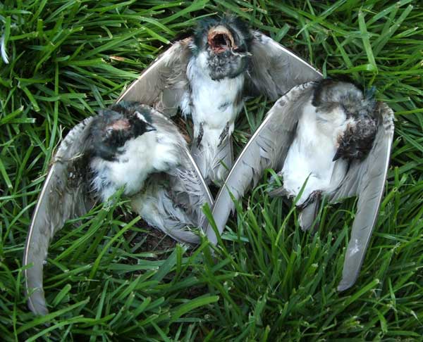 Tree Swallows killed by HOSP. Photo by Paula Ziebarth