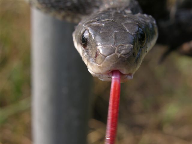 A rat snake tastes Keith Kridler's (of Texas) camera lens.