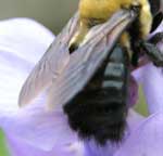 Carpenter Bee abdomen.