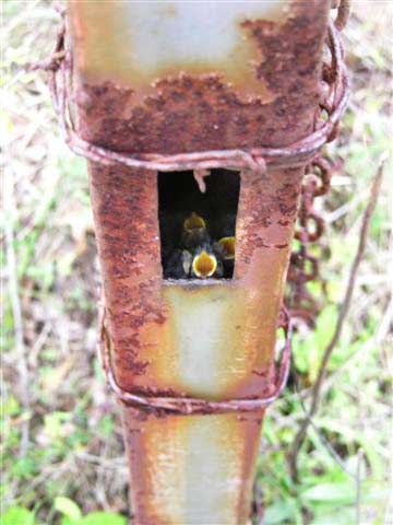 Chickadees nesting in metal post. Photo by Keith Kridler.