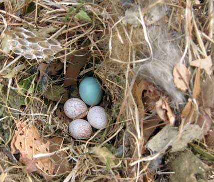 Titmouse nest taken over by bluebirds. Photo by Keith Kridler