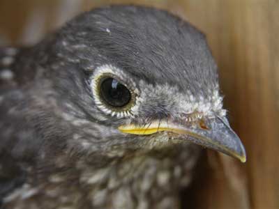 Female ready to fledge. Photo by Keith Kridler.