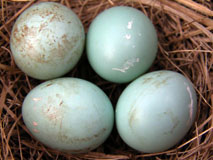 Bloody bluebird eggs. Photo by Keith Kridler.