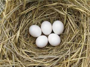 White bluebird eggs. Photo by Keith Kridler of Texas