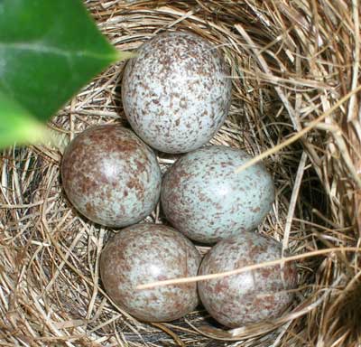 Cowbird egg in open cup nest. Photo by Jodie Tolbert.