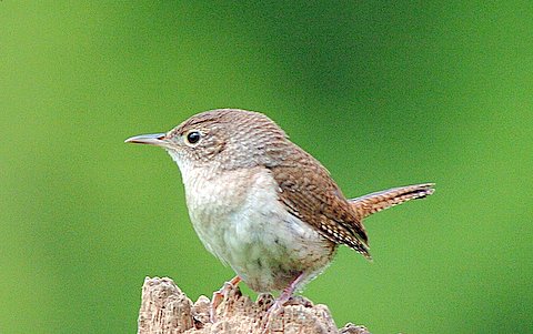 House Wren. Photo by Wendell Long.