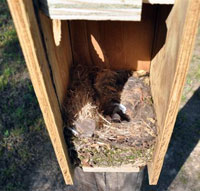 TUTI nest in Flying Squirrel box.  Photo by Keith Kridler.