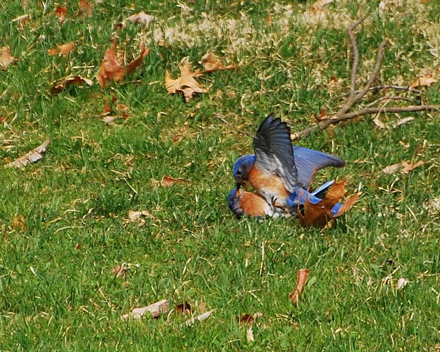 Bluebird battle. photo by Barbara Dunn