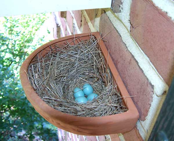 Bluebirds nesting outside a cavity. Photo by Bill Ebert.