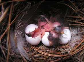 White Bluebird eggs hatching. Photo by Leah Solliday.