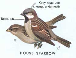 Male and female house sparrows. From an old edition of Peterson's Field Guide to Birds.