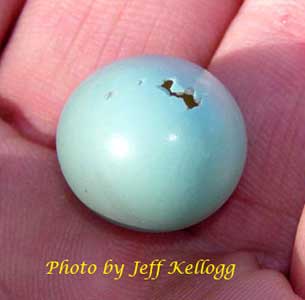 House wren attack on egg. Photo by Jeff Kellogg