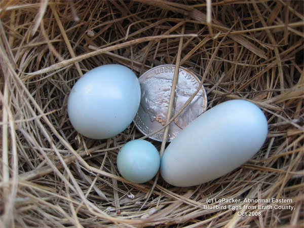 Dwarf and Double Bluebird eggs. Photo by L Packer.