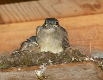 Phoebe nestling about to fledge. Photo by Linda Ruth.