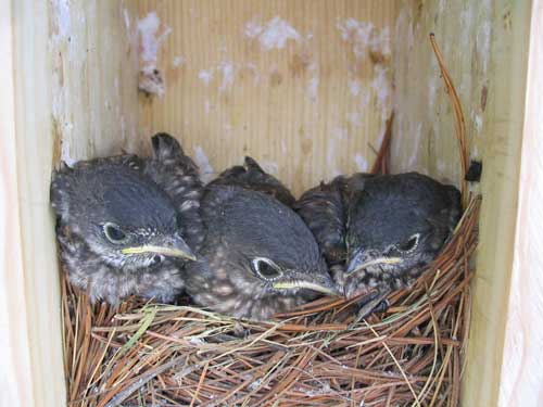 15 day old bluebird nestlings. Photo by C. 