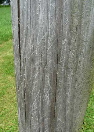 wooden pole with scratch marks. Zimmerman photo.