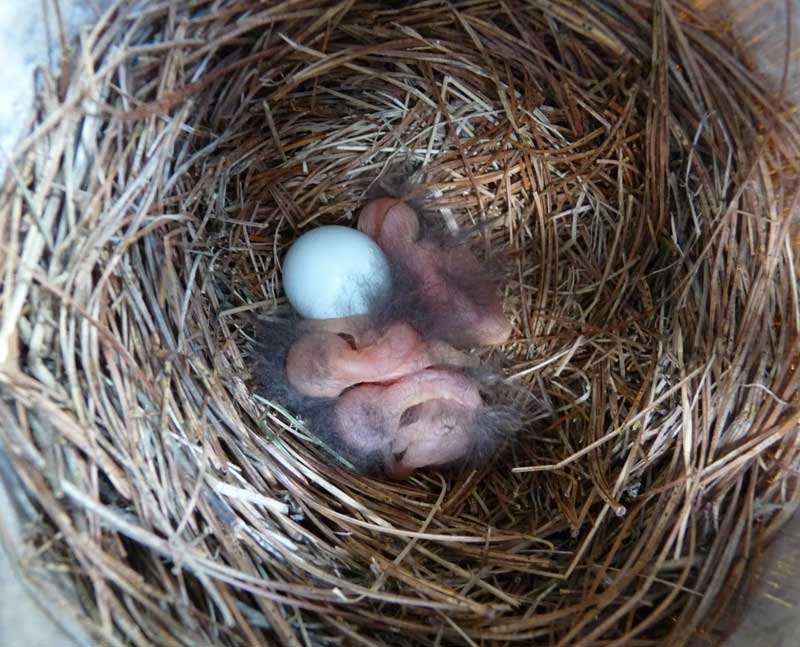 Newborn bluebirds. Zimmerman photo.