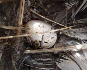 Broken egg in nest. Zimmerman photo.